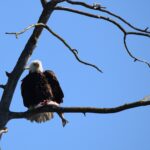 DSC_0721 (4)